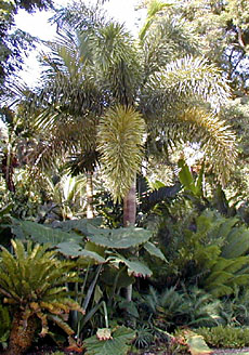 Wodyetia bifurcata