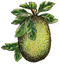 Jacfruit