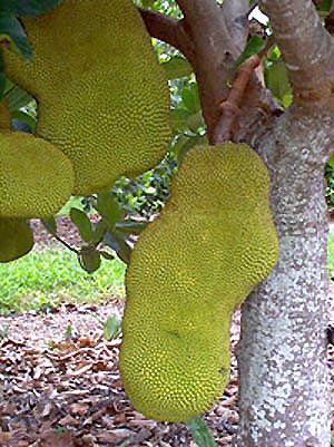 jackfruit (Artocarpus heterophyllus)