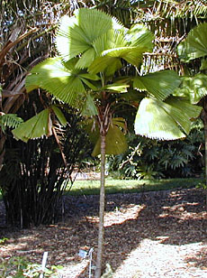 Licuala grandis