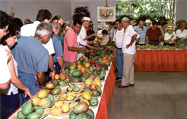 Mangos of the World - Cultivar Display