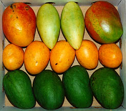 mangos by the lug