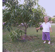 small Mango tree and friend