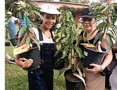 Mango Tree Sales