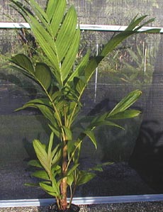 Pinanga coronata