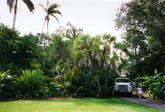 Crane is used to lower ficus tree in to place