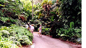 Rainforest walk