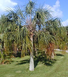 Sabal yapa