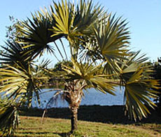Thrinax morrissi