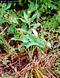Peltandra sagittifolia